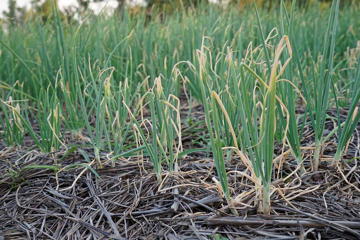 A horizontal image of garlic growing in the garden with the foliage showing signs of fungal infection.