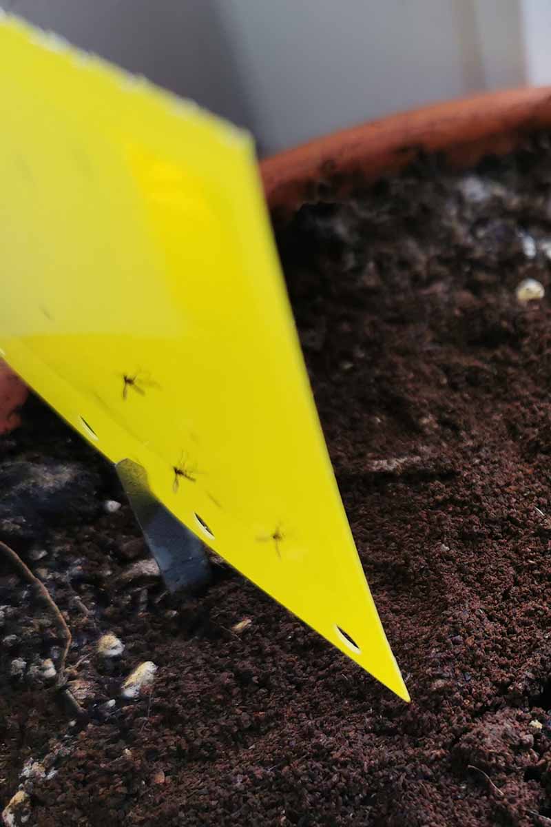 A close up horizontal image of fungus gnats attached to a yellow sticky trap.