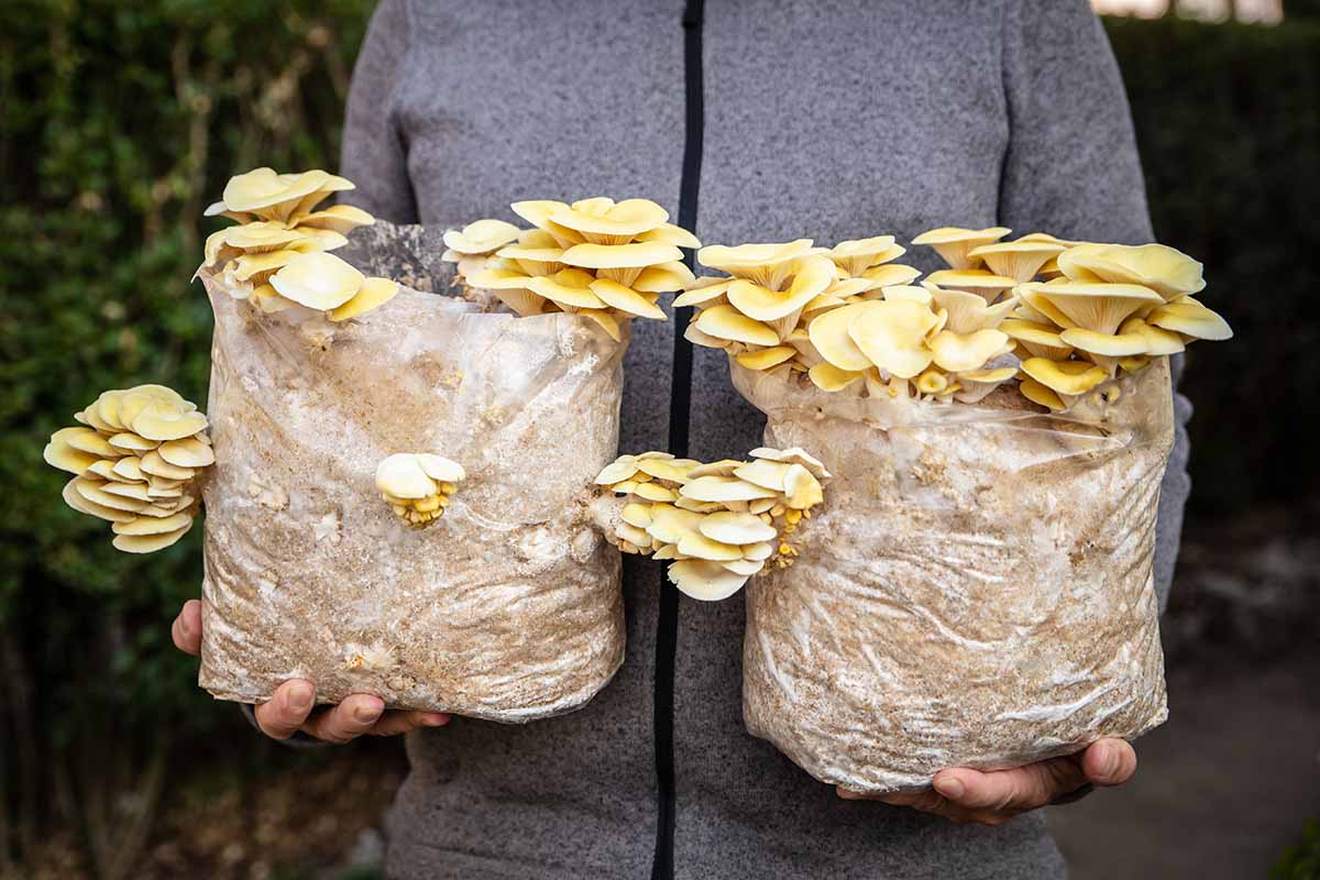 A close up horizontal image of a gardener holding two bags of mycelium substrate growing golden oyster mushrooms.
