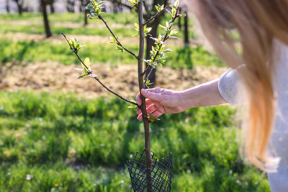 A horizontal image of a gardener on the right of the frame inspecting a recently planted fruit tree sapling.