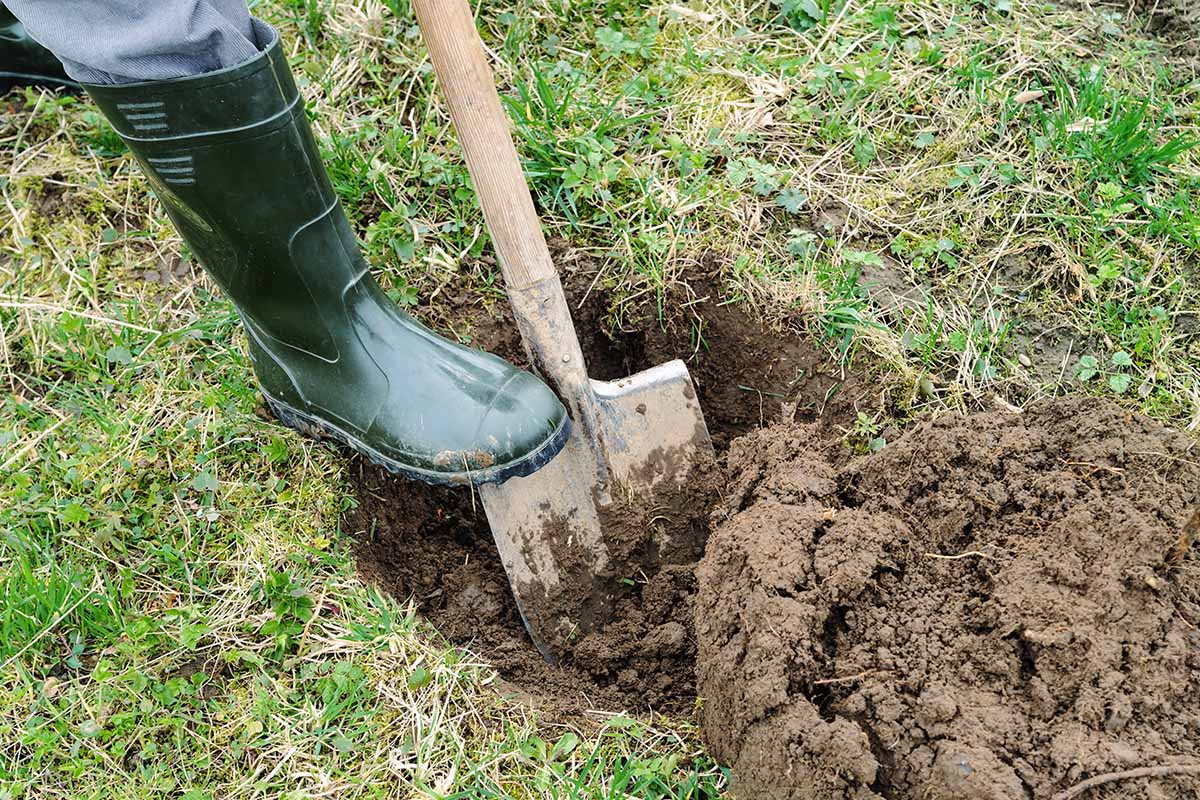 A close up horizontal image of a gardener digging a hole in the garden with a large spade.