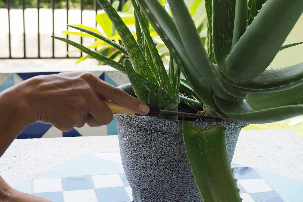 A close up horizontal image of a hand from the left of the frame using a knife to cut a leaf off an aloe vera plant growing indoors in a gray pot.