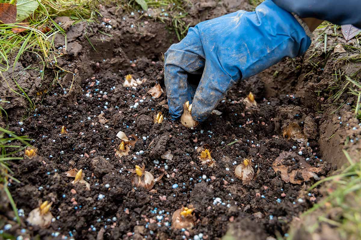 A close up horizontal image of a gloved hand planting out crocus bulbs in the garden.