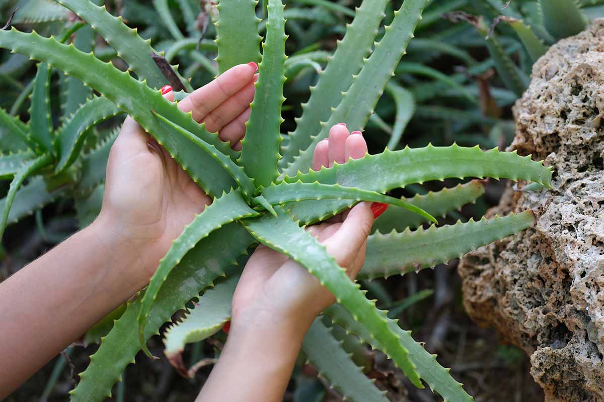 A close up horizontal image of a gardener's hands cupping the leaves of a succulent aloe.