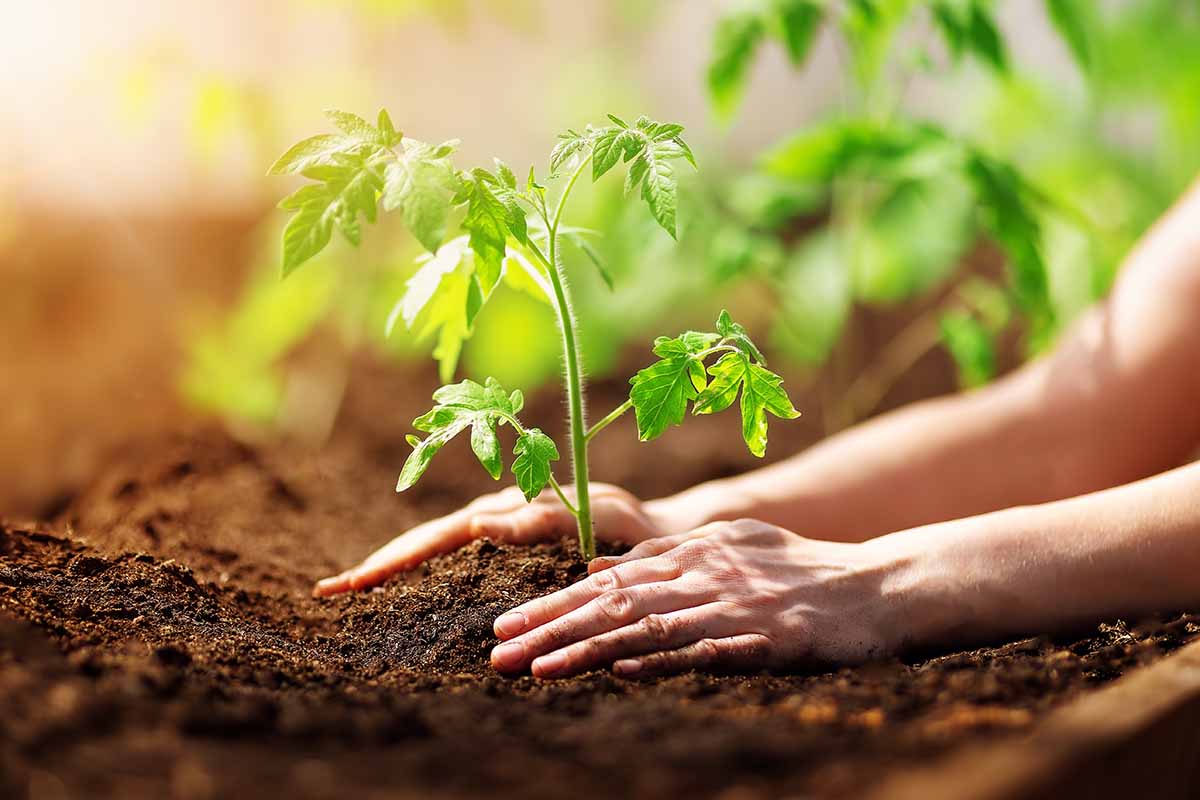 A close up horizontal image of two hands from the right of the frame firming the soil around a tomato seedling.