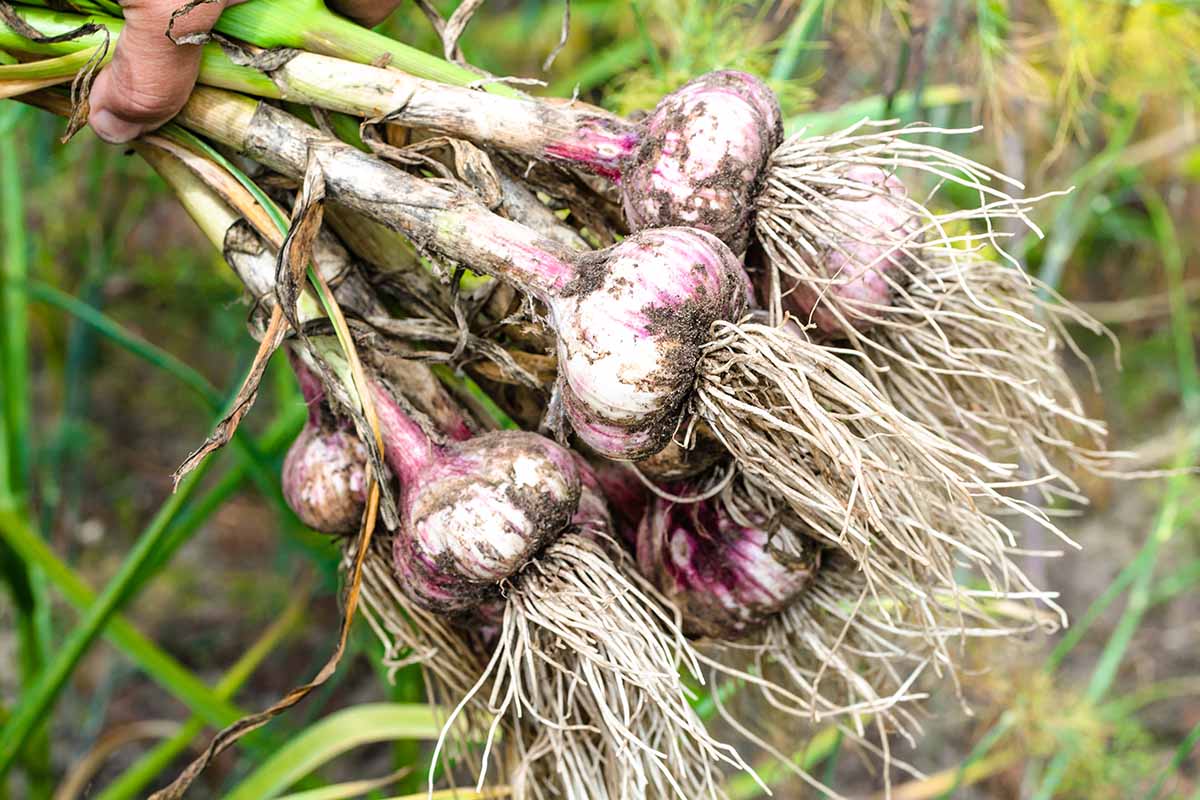 A close up horizontal image of freshly harvested garlic bulbs pictured on a soft focus background.
