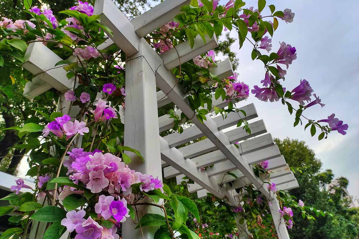 A horizontal image of garlic vine with pink flowers growing over a white arbor in the garden.