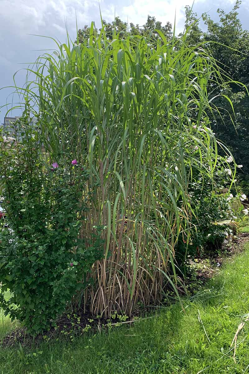 A vertical image of giant maiden grass growing in a garden border pictured in bright sunshine.