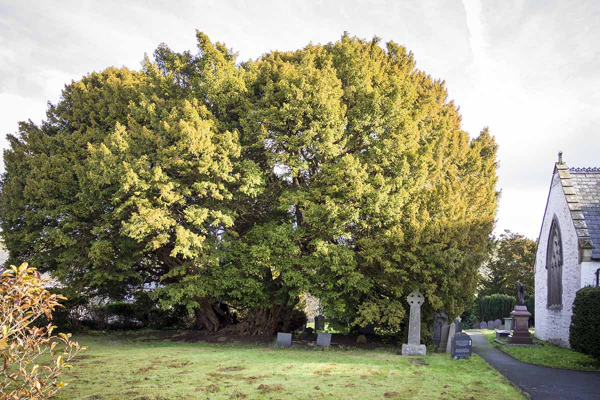 A horizontal image of a large yew tree growing in a rural cemetary.