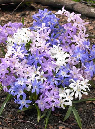 A close up of a clump of purple, blue, and white glory of the snow flowers growing in the late winter garden.