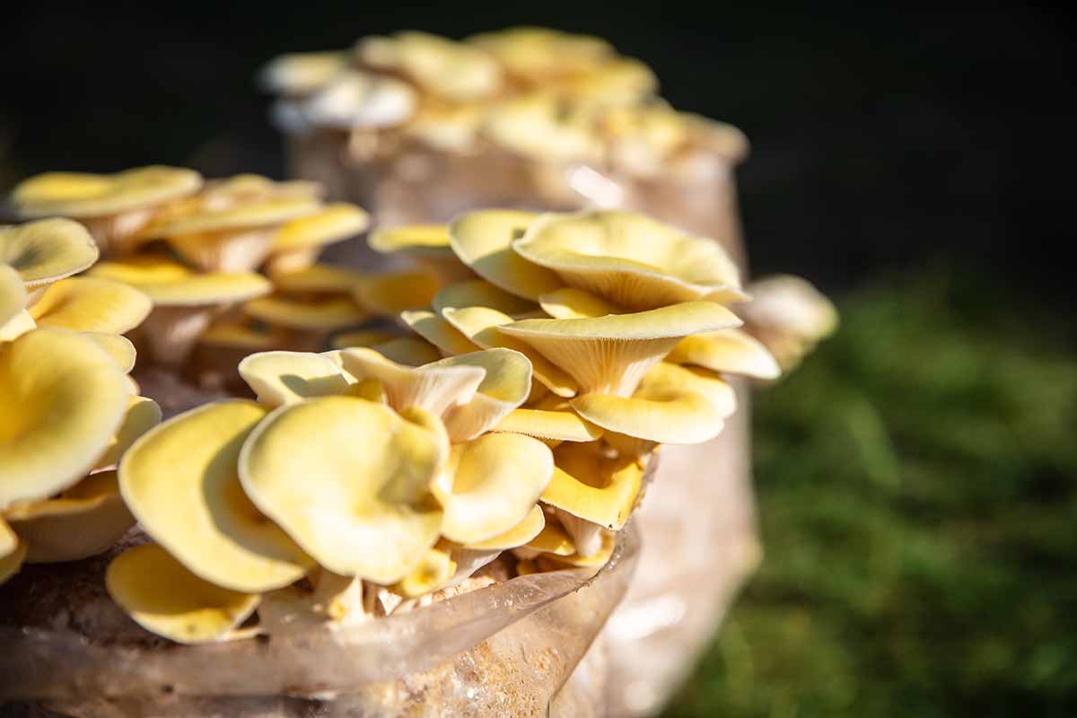 A close up horizontal image of golden oyster mushrooms growing in a mycelium substrate pictured in light sunshine on a soft focus background.