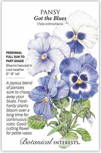 A close up of a packet of 'Got the Blues' pansy seeds, with text to the left of the frame and a hand-drawn illustration to the right.