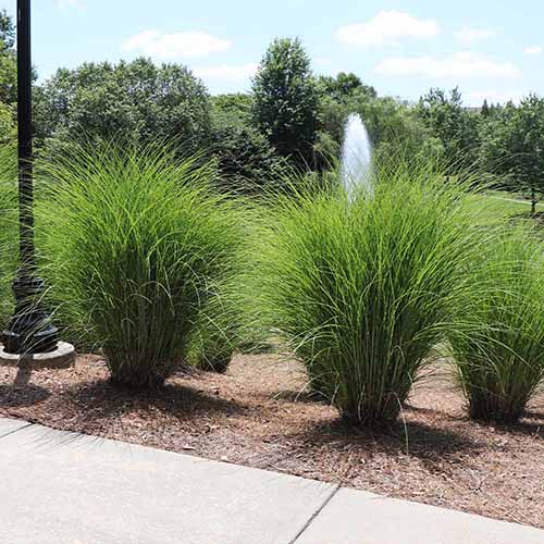 A square image of Miscanthus sinensis 'Gracillimus' maiden grass growing in a formal garden border.