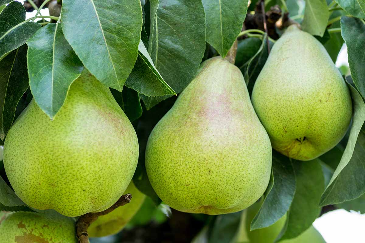 A close up horizontal image of three green 'Bartlett' pears growing on the branch.