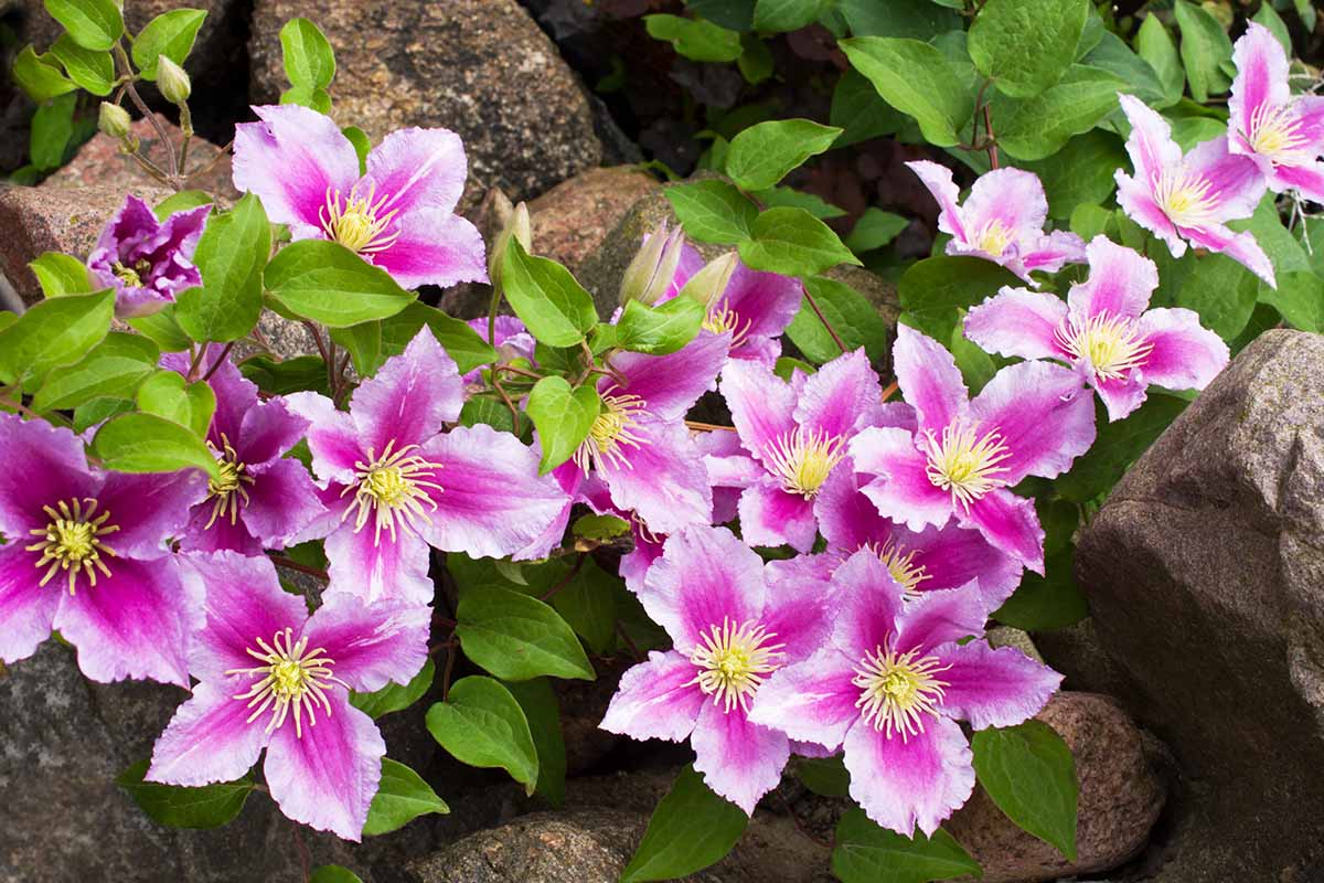 A close up horizontal image of pink and white clematis flowers growing over rocks.
