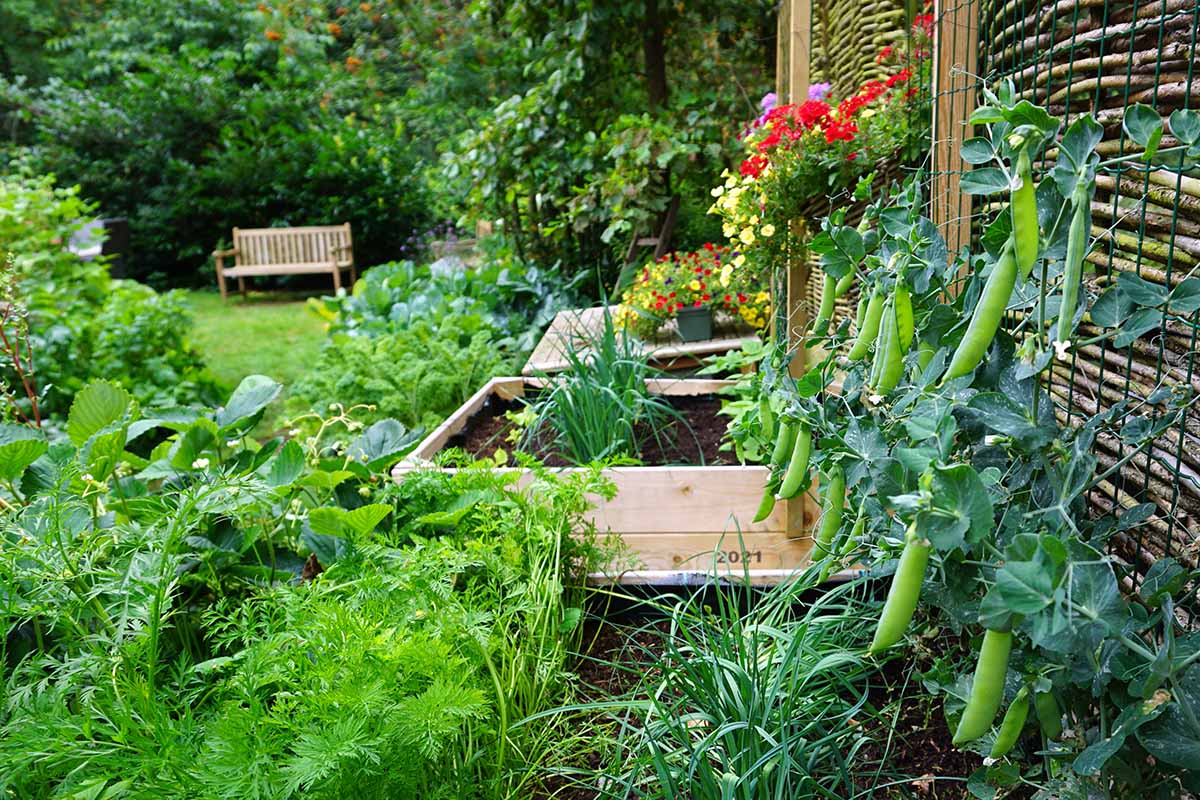 A horizontal image of a productive vegetable garden growing a variety of produce in raised beds and up a trellis.