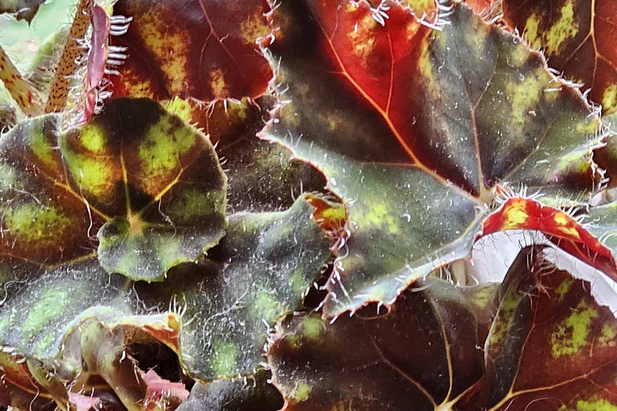 A close up horizontal image of the hairs on the variegated foliage of a rex begonia plant.