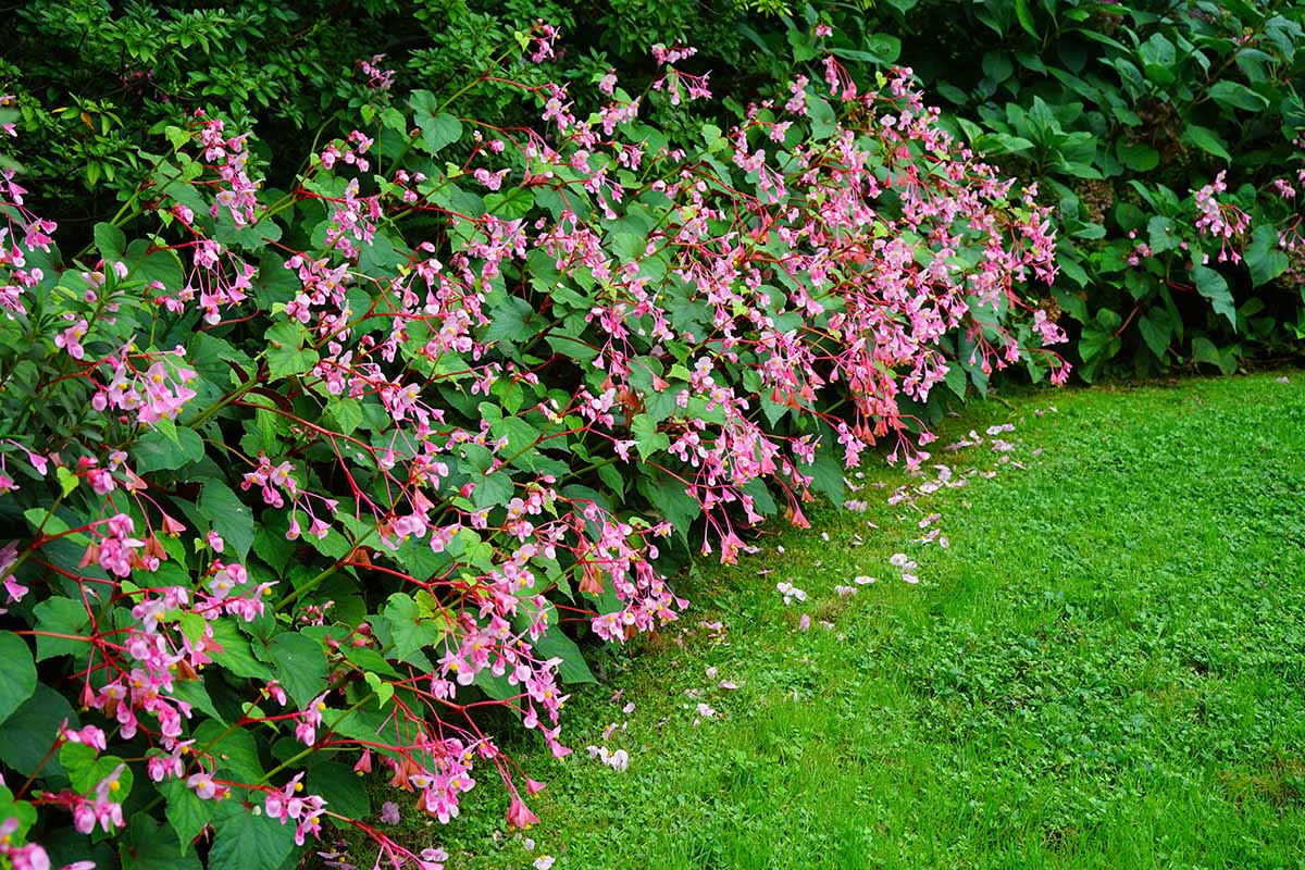 A horizontal image of pink hardy begonias in a garden border.