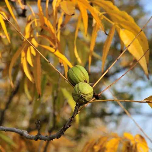A square image of the nuts and yellow foliage of a hardy pecan tree pictured on a soft focus background.