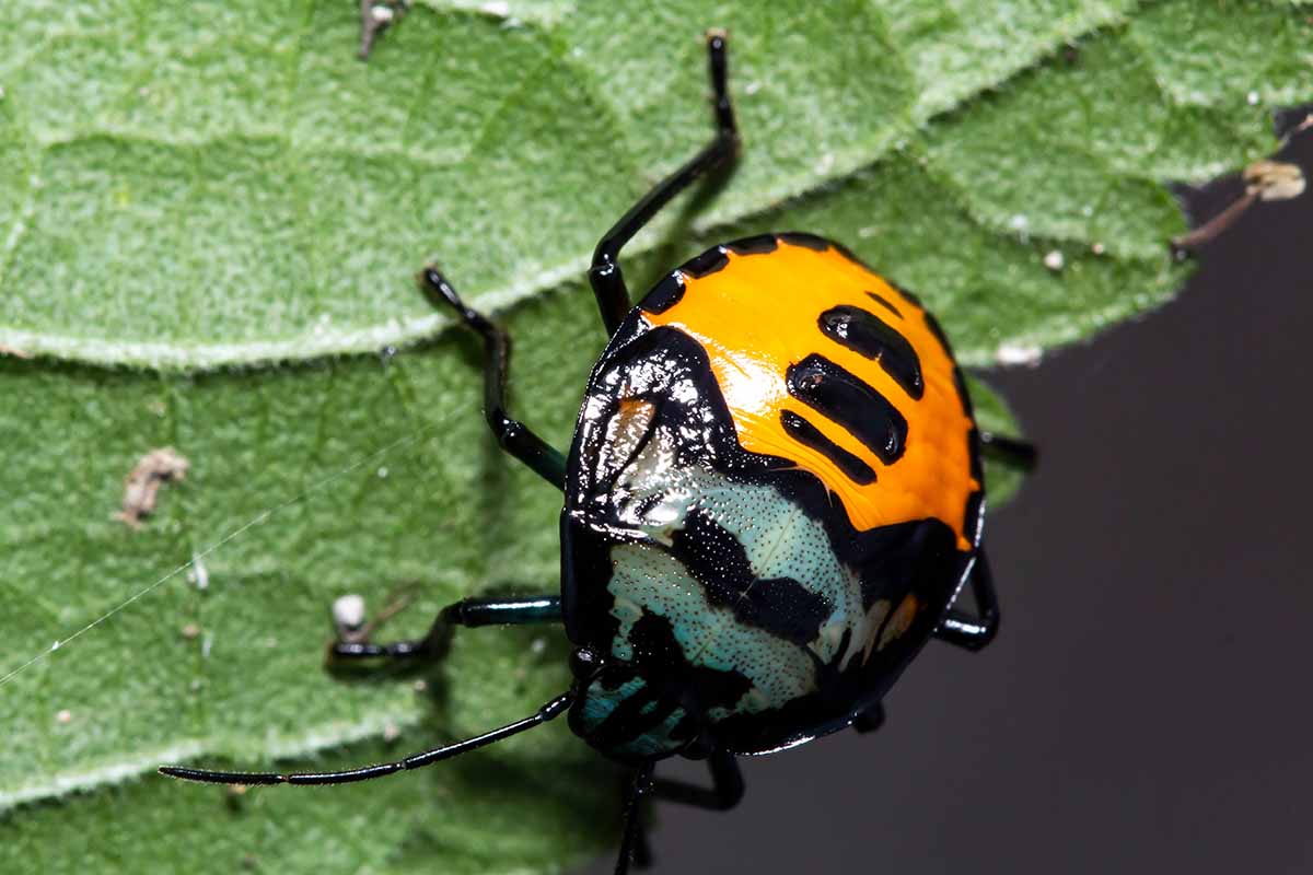 A close up horizontal image of a harlequin cabbage bug on a leaf.