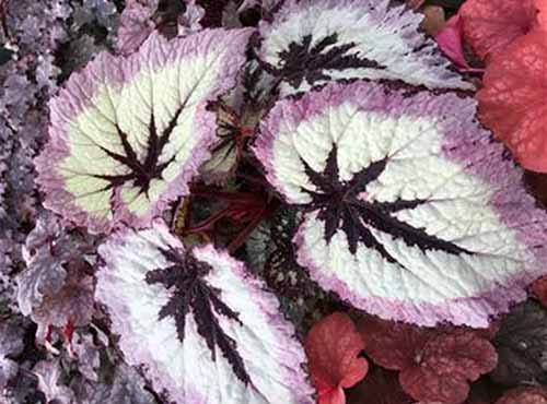 A close up of the foliage of Harmony's 'Fire Woman' rex begonia growing in a small pot.
