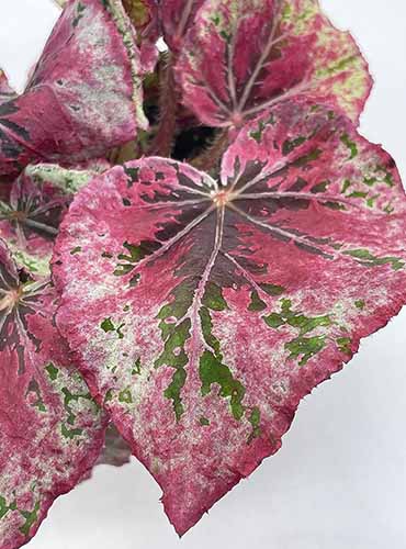 A close up of the reddish variegated foliage of Harmony's 'Venetian red' rex begonia pictured on a white background.