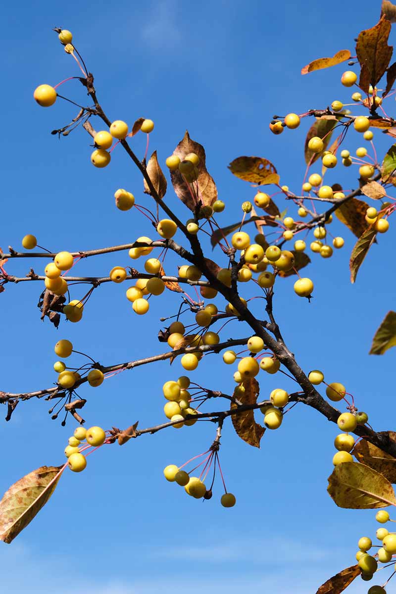 A close up vertical image of the foliage and fruits of a 'Harvest Gold' crabapple tree isolated on a blue sky background.
