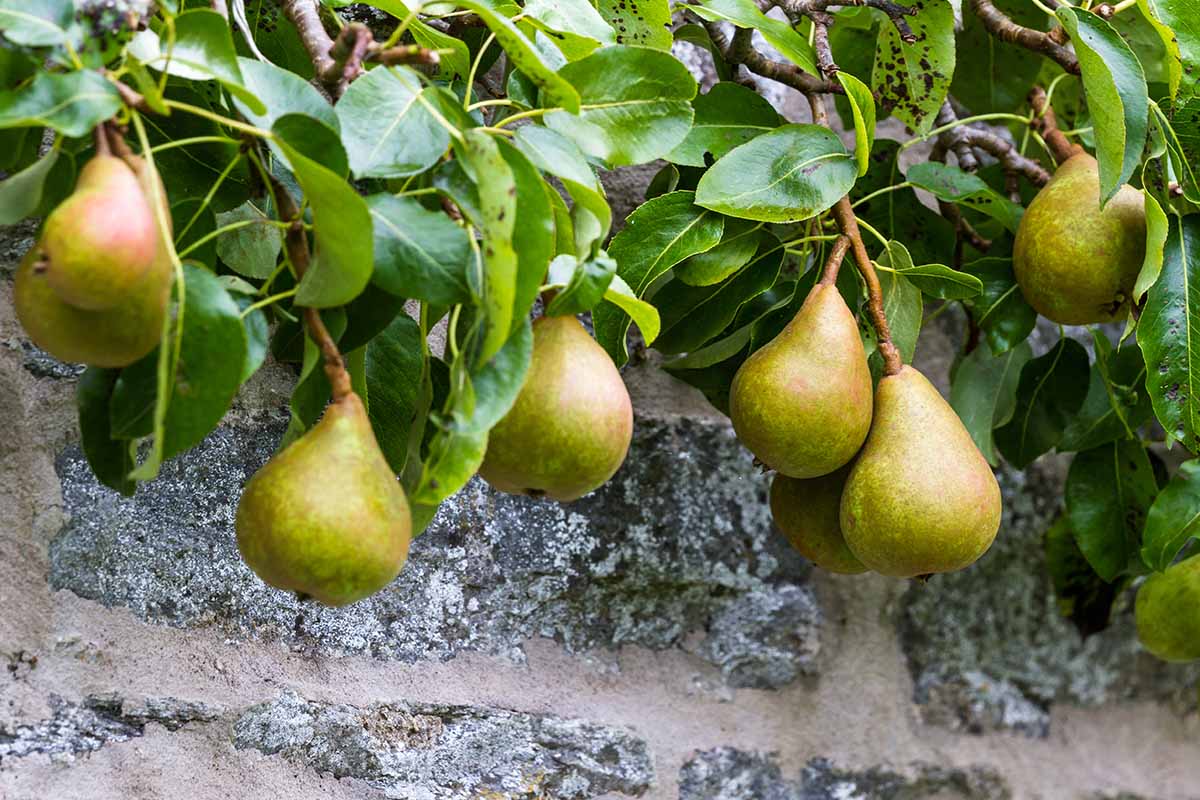 A close up horizontal image of 'Highland' pears growing over a stone wall.