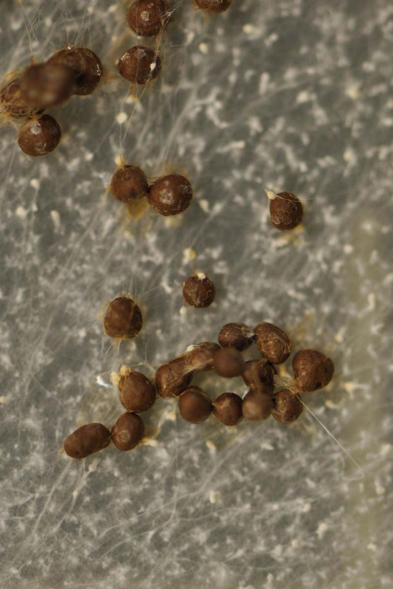 A close up vertical image of highly magnified sclerotia.