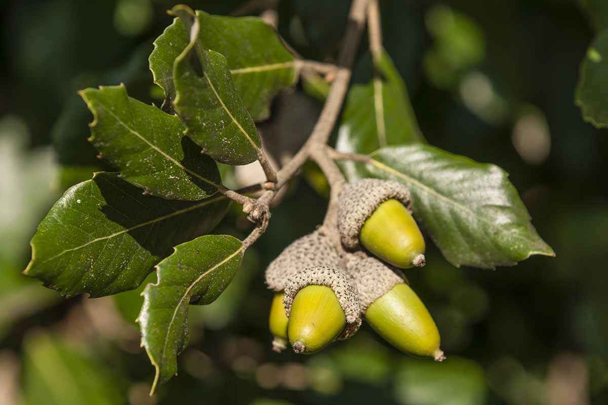 A close up horizontal image of the acorns and foliage of a holly oak tree (Quercus ilex) pictured on a soft focus background.