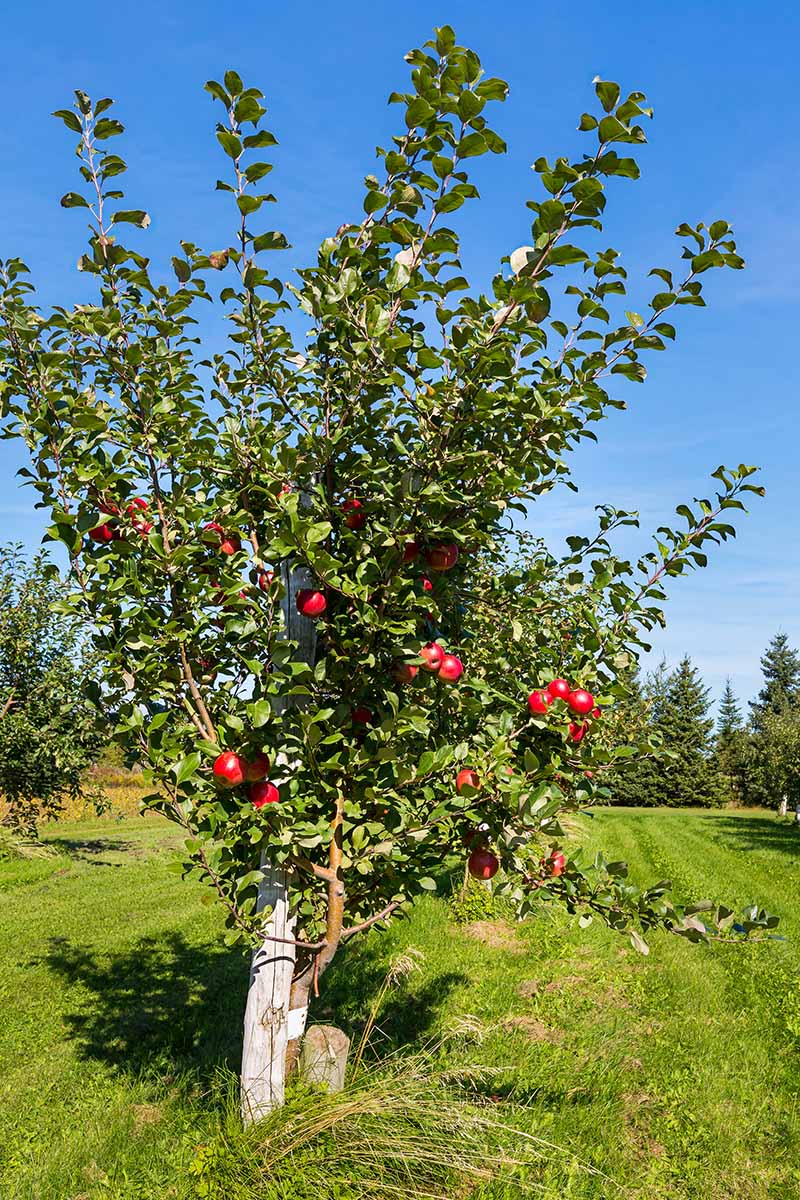 A close up vertical image of a 'Honeycrisp' growing in an orchard pictured in bright sunshine on a blue sky background.