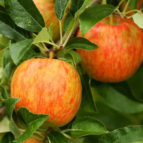 A close up square image of 'Honeycrisp' apples growing on the branch ready for harvest.