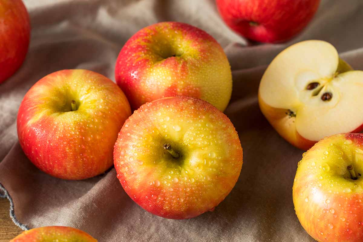 https://gardenerspath.com/wp-content/uploads/2023/08/Honeycrisp-Apples-Freshly-Harvested.jpg