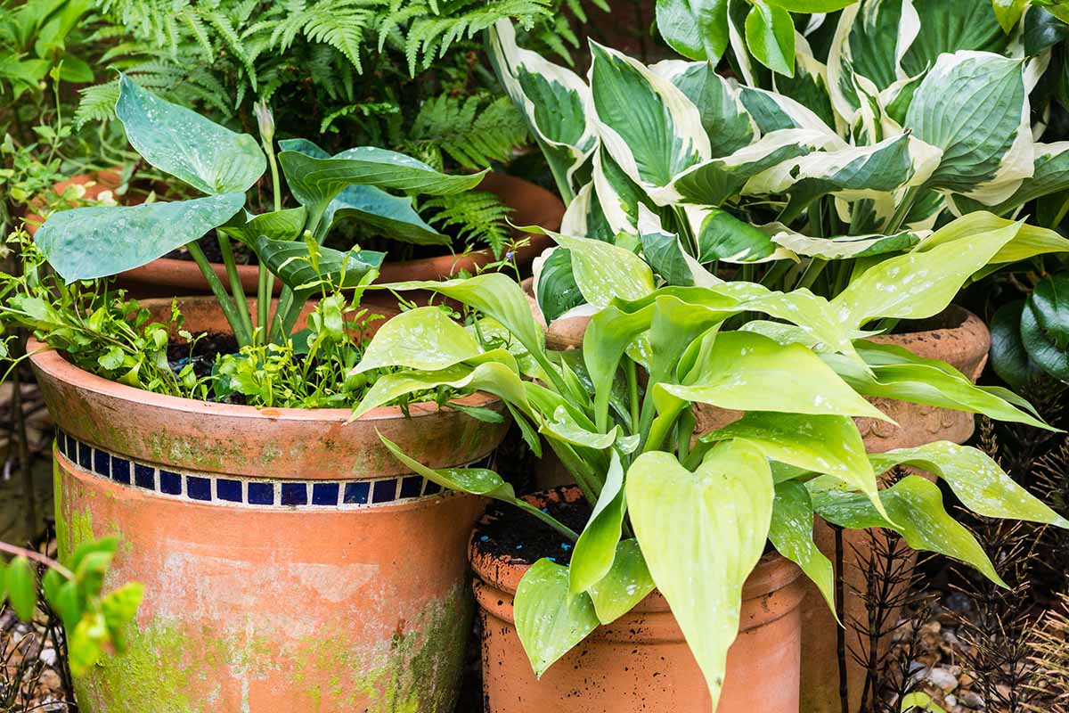A close up horizontal image of hosta plants growing in terra cotta pots outdoors.