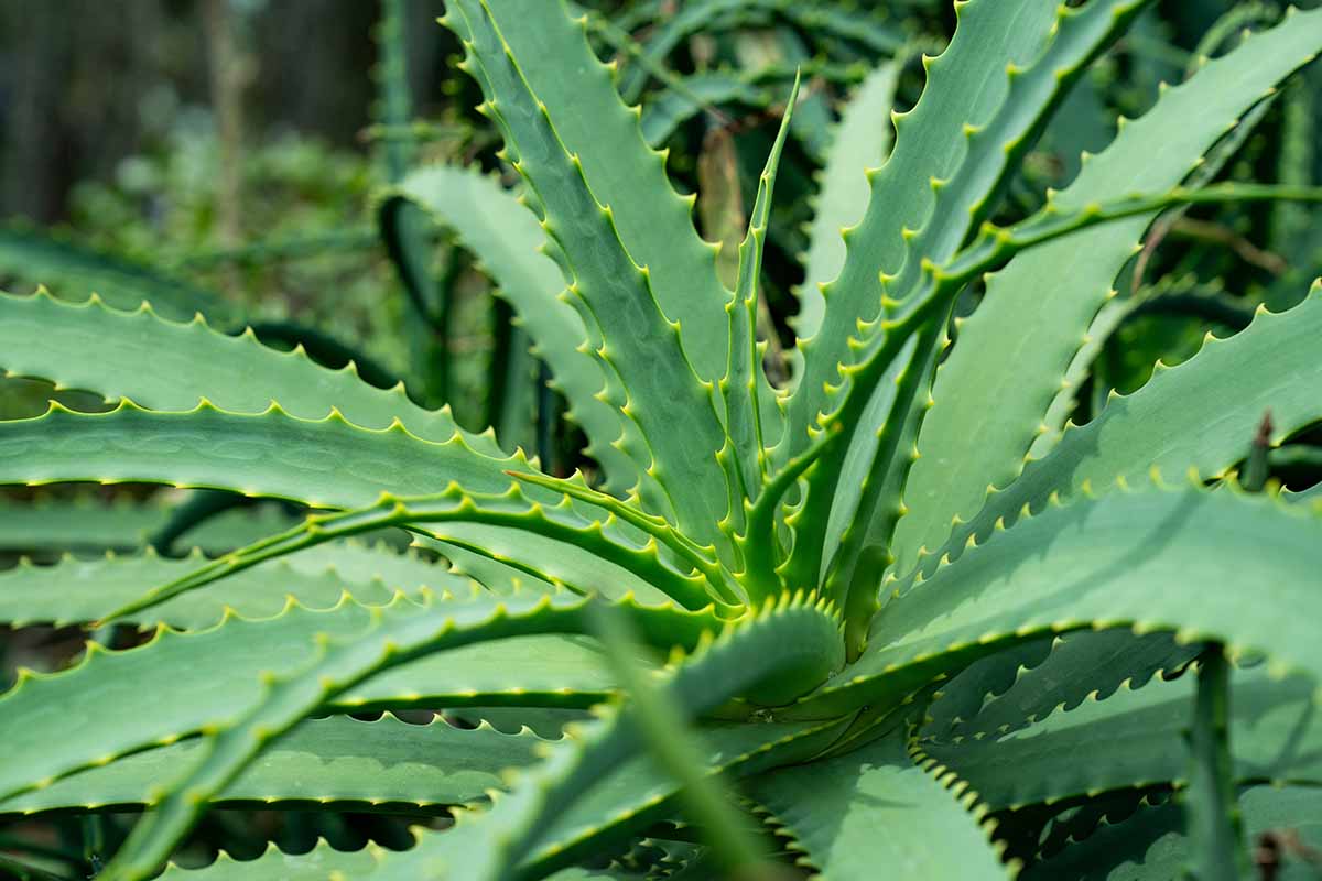 A close up horizontal image of aloe plants growing in the garden ready for division.