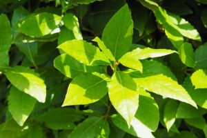 A close up horizontal image of bay laurel foliage pictured in bright sunshine on a soft focus background.