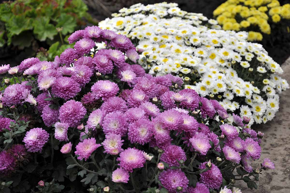 A close up horizontal image of white and purple chrysanthemums growing in a garden border.