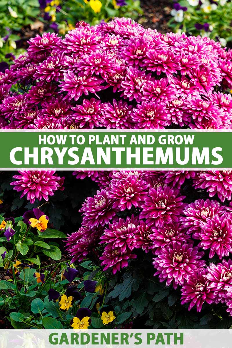 Chrysanthemums Direct Late Anemone Varieties