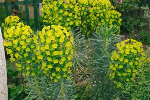 A close up horizontal image of Euphorbia growing in the garden in full bloom.