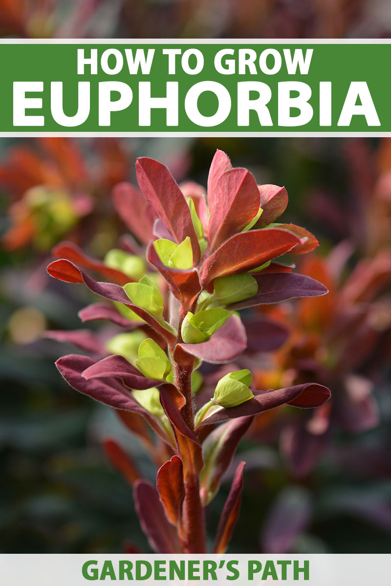 A close up vertical image of a Euphorbia with red foliage and green flowers pictured on a soft focus background. To the top and bottom of the frame is green and white printed text.