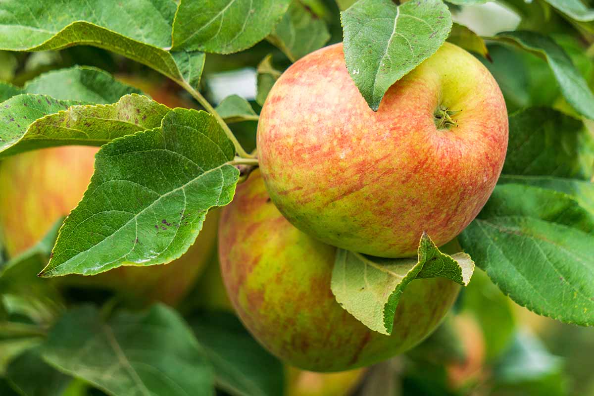 A close up horizontal image of ripe 'Honeycrisp' apples growing on the tree, ready for harvest.