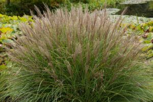 A close up horizontal image of a clump of Japanese silver grass, aka maiden grass (Miscanthus sinensis) growing in the garden.