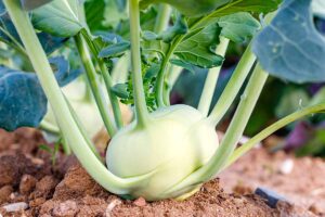 A close up horizontal image of a green kohlrabi growing in the garden pictured on a soft focus background.