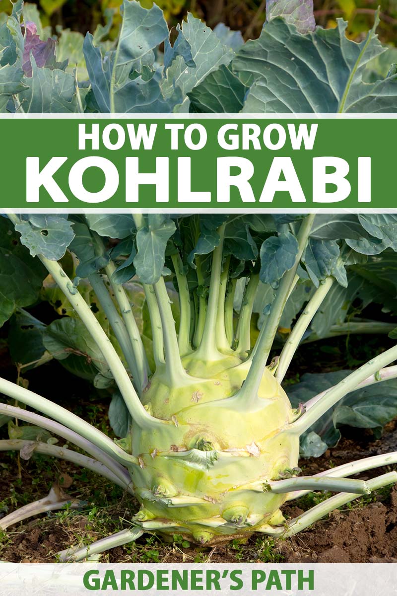 A close up vertical image of a large kohlrabi growing in the garden. To the top and bottom of the frame is green and white printed text.