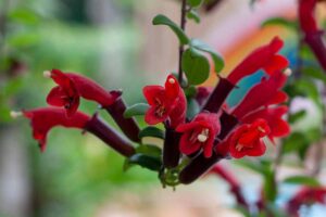A close up horizontal image of the red and purple flowers of a lipstick vine (Aeschynanthus) in full bloom pictured on a soft focus background.