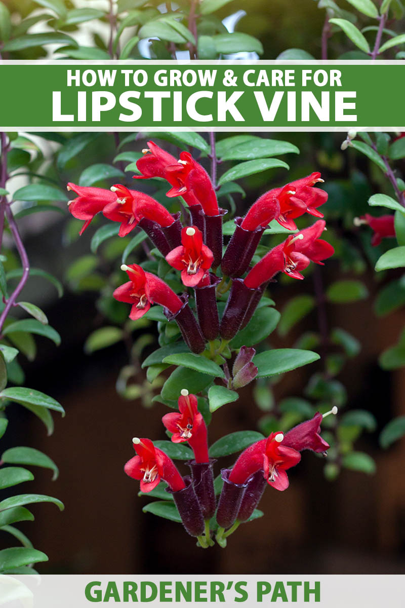 A close up vertical image of a lipstick vine (Aeschynanthus) in full bloom with red and purple flowers and foliage in soft focus in the background. To the top and bottom of the frame is green and white printed text.