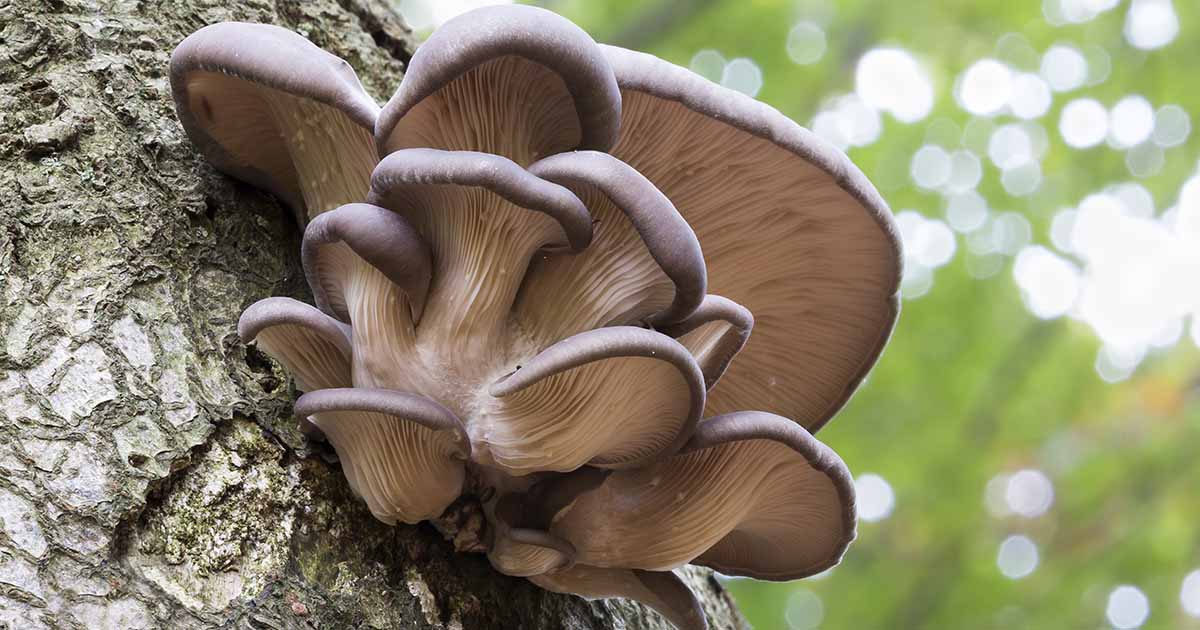 How to Grow Mushrooms Outdoors at Home
