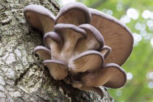A close up horizontal image of oyster mushrooms, viewed from below, growing on the trunk of a tree.
