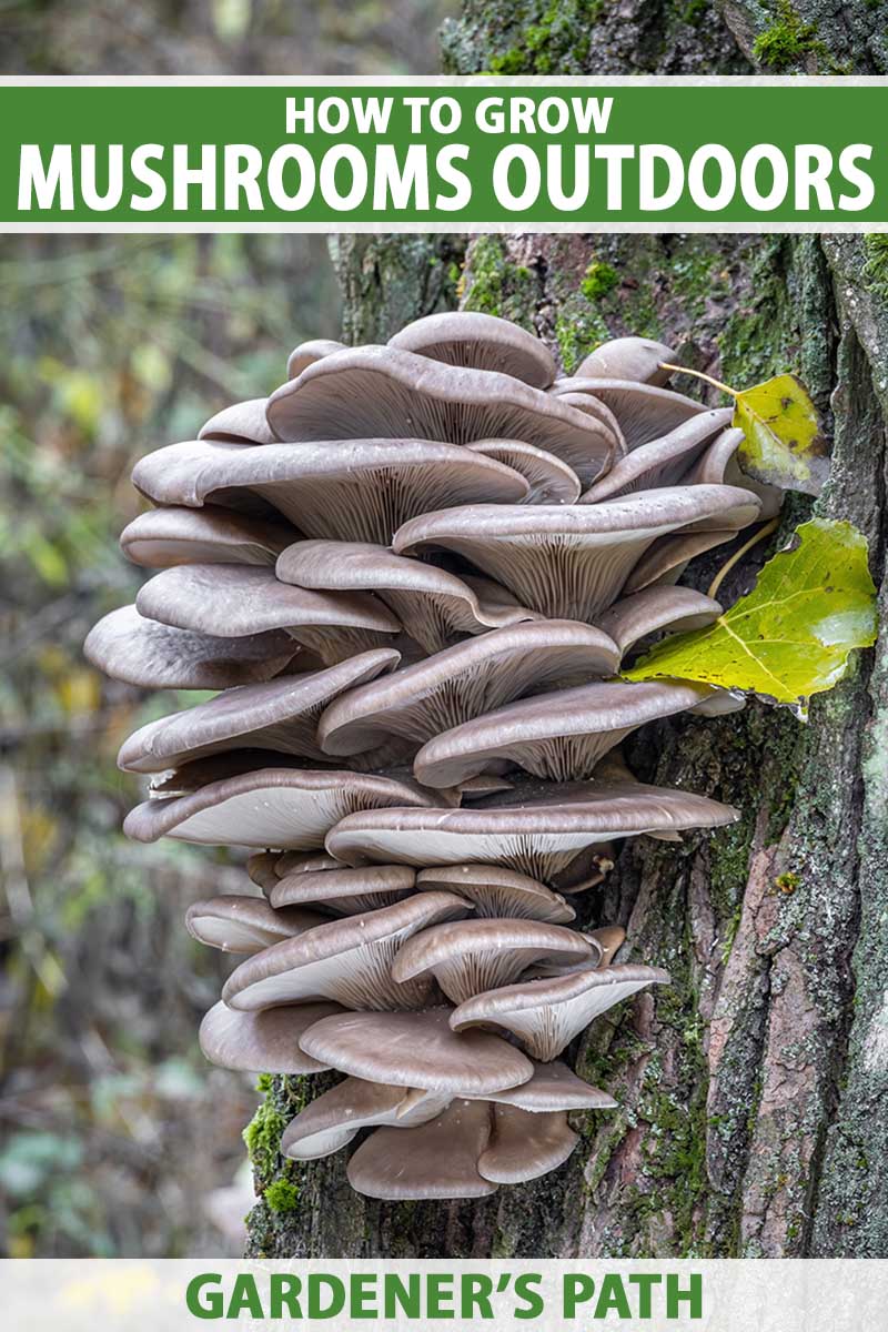 A close up vertical image of oyster mushrooms growing on a tree trunk. To the top and bottom of the frame is green and white printed text.