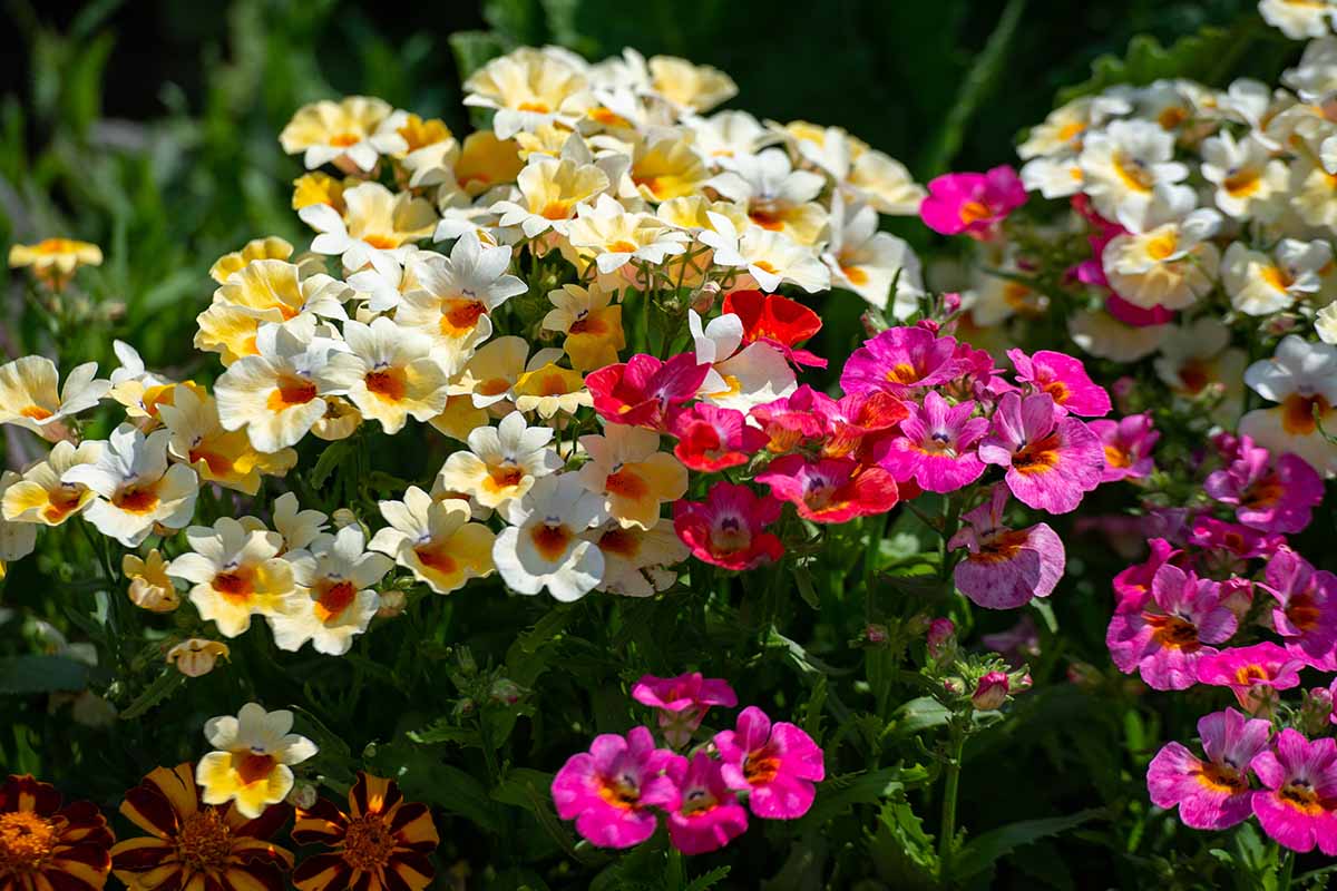 A horizontal image of white and yellow nemesia flowers growing alongside dark pink ones outdoors with a soft focus background.